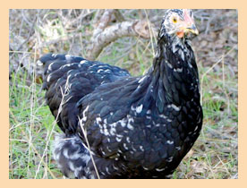 Java Chickens