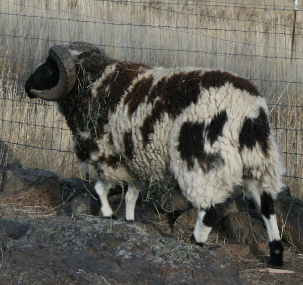 Jacob Sheep For Sale 101 BEAR CREEK FARM Purveyors of all