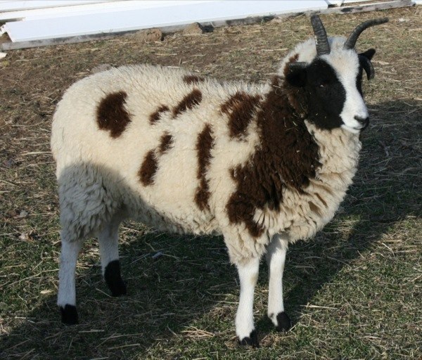 Jacob Sheep For Sale Elizabeth 14 BEAR CREEK FARM Purveyors of