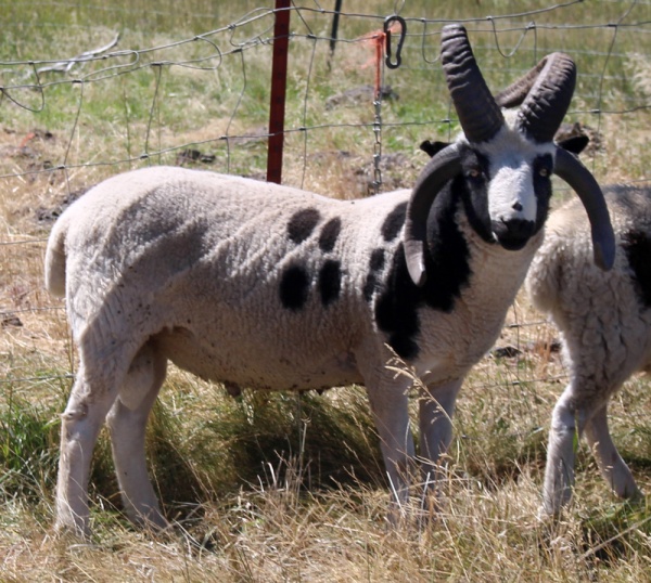 Jacob Sheep For Sale Frasier 1403 BEAR CREEK FARM Purveyors of