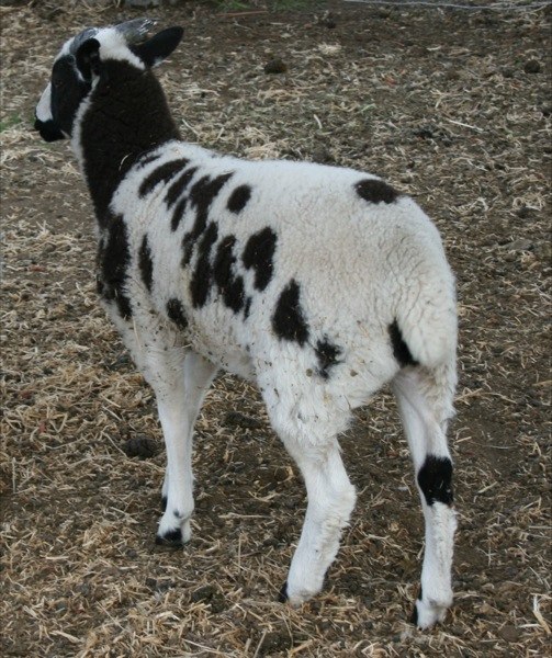Jacob Sheep For Sale Hallie 20 BEAR CREEK FARM Purveyors of