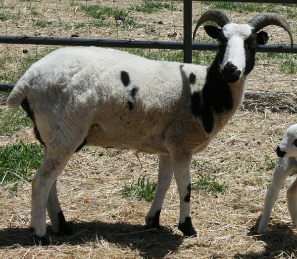 Jacob Sheep For Sale Elinor 253 BEAR CREEK FARM Purveyors of