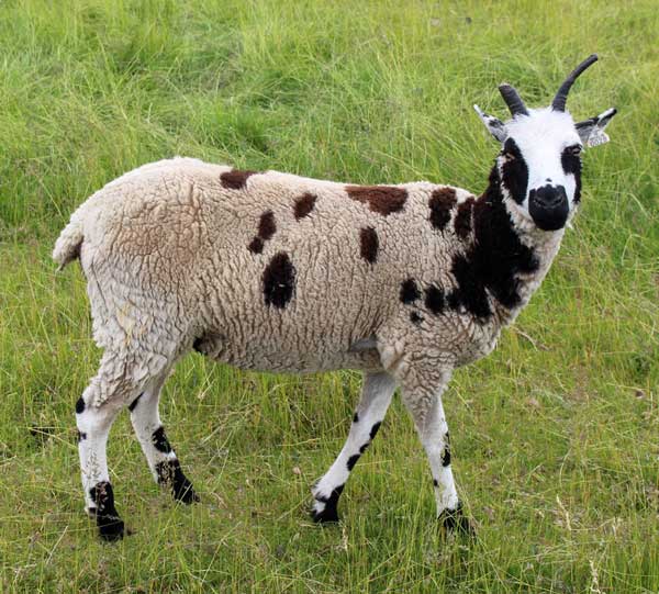 Jacob Sheep For Sale Fiona 28 BEAR CREEK FARM Purveyors of all