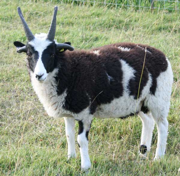 Jacob Sheep For Sale Raven 31 BEAR CREEK FARM Purveyors of all