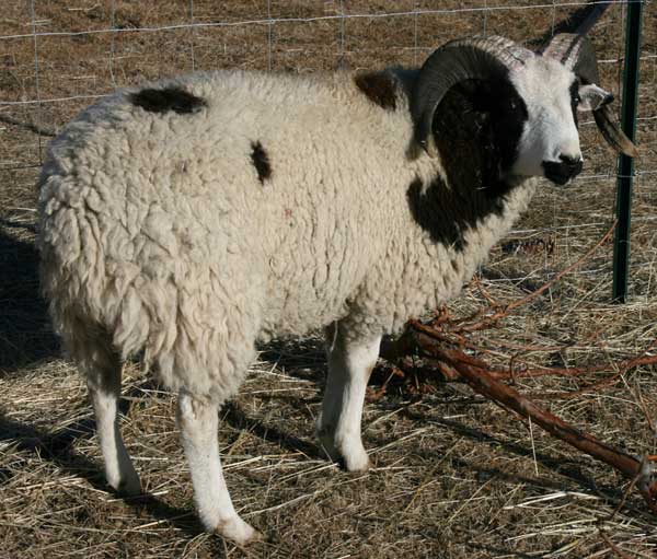 Jacob Sheep For Sale Julian 48 BEAR CREEK FARM Purveyors of