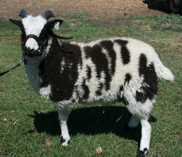 Jacob Sheep For Sale Libby 49 BEAR CREEK FARM Purveyors of all