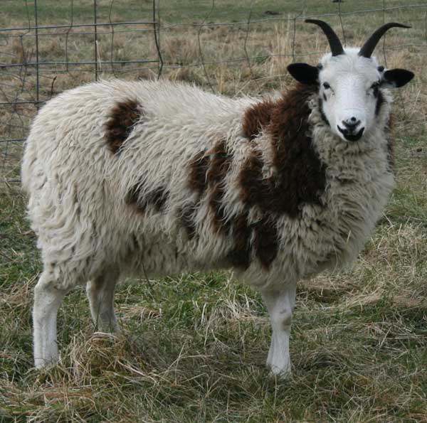 Jacob Sheep For Sale Chatty Cathy 75 BEAR CREEK FARM Purveyors
