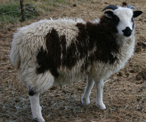 Jacob Sheep For Sale Junie 98 BEAR CREEK FARM Purveyors of all
