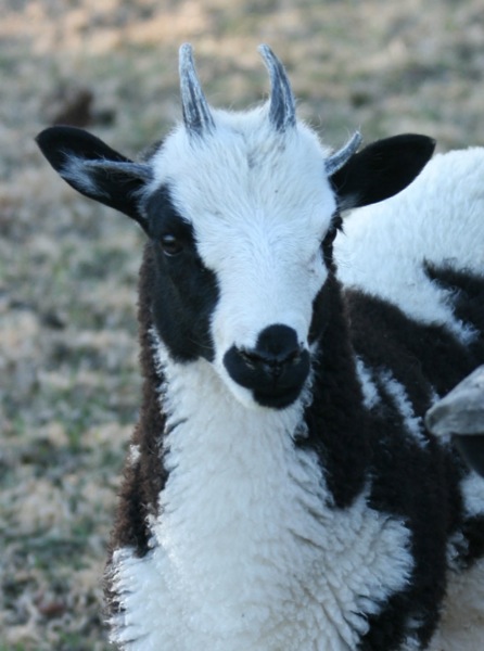 jacob sheep ewes for sale