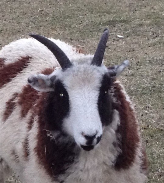 jacob sheep ewes for sale
