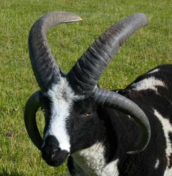 jacob sheep rams for sale