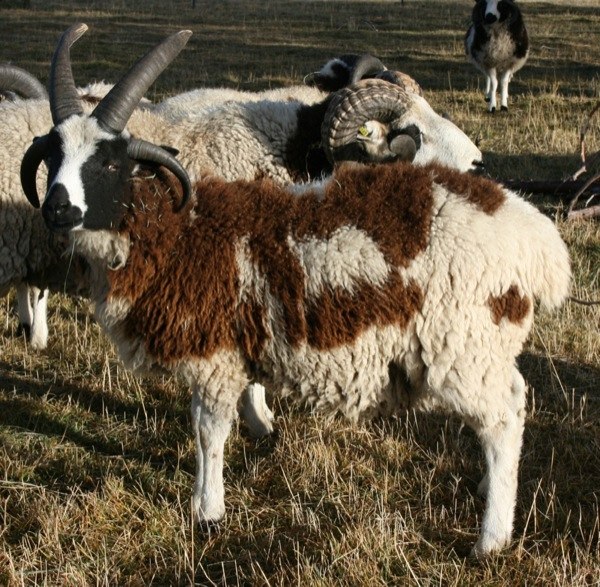 Jacob Sheep For Sale Corbett 599 BEAR CREEK FARM Purveyors of