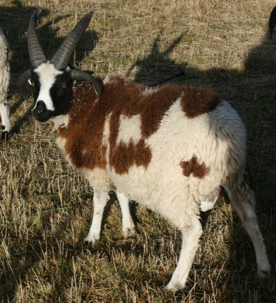 Jacob Sheep For Sale Corbett 599 BEAR CREEK FARM Purveyors of